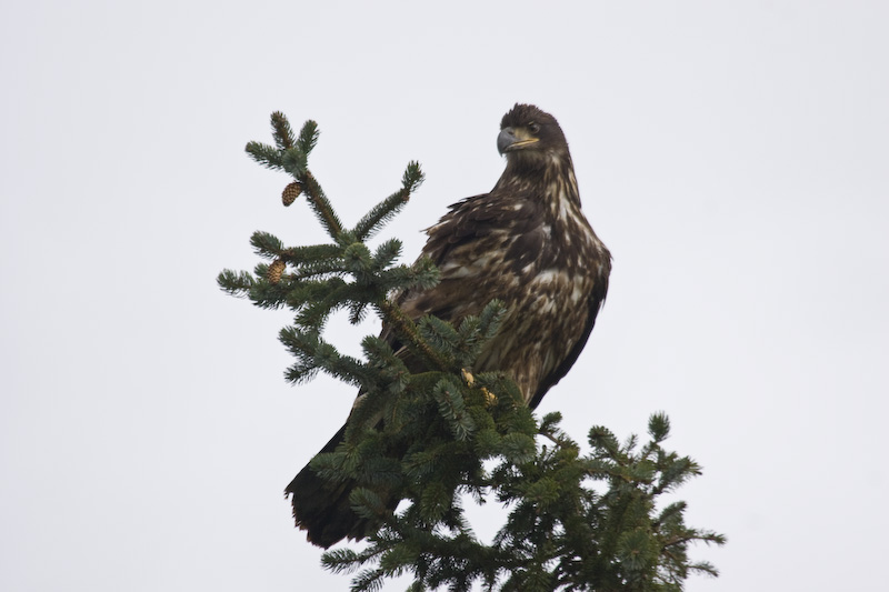 Juvenile Bald Eagle